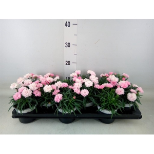 Dianthus  'I Love U'