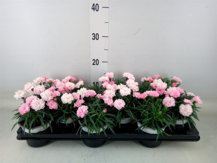 <h4>Dianthus  'I Love U'</h4>