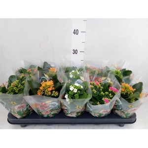 Kalanchoe blos.   ..mix 5