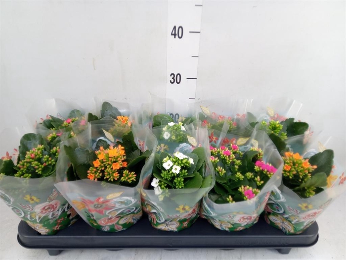 <h4>Kalanchoe blos.   ..mix 5</h4>