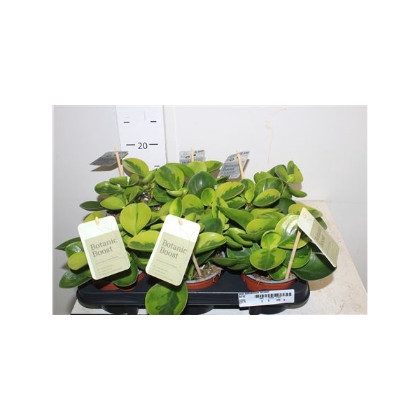 <h4>Pep Obtusifolia Bicolor</h4>