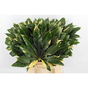 Aralia Variegata 55cm