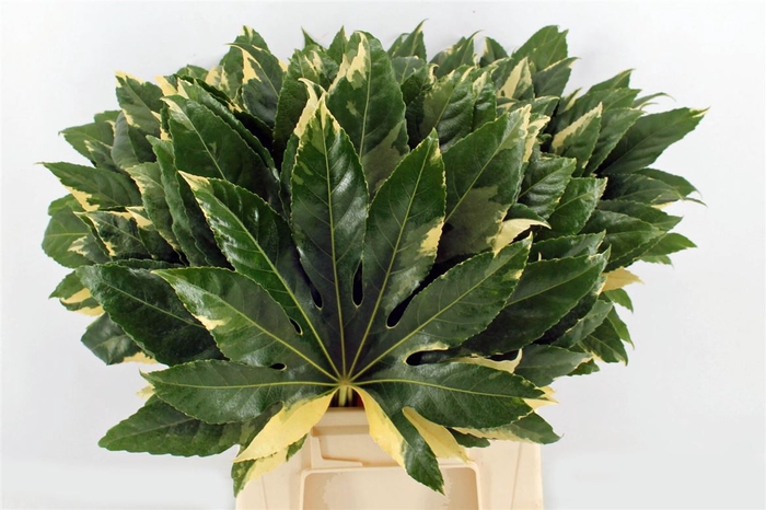 Aralia Variegata 55cm