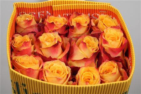 <h4>R Gr Silantoi Ec</h4>