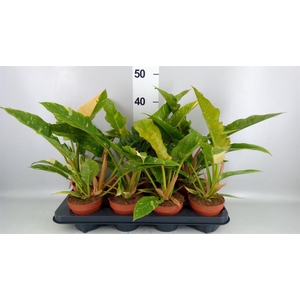 Philodendron 'Ring of Fire'
