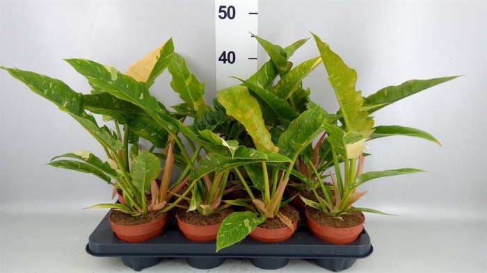 <h4>Philodendron  'Ring of Fire'</h4>