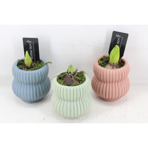 arr4 Hyacint RN - Pastel paradise