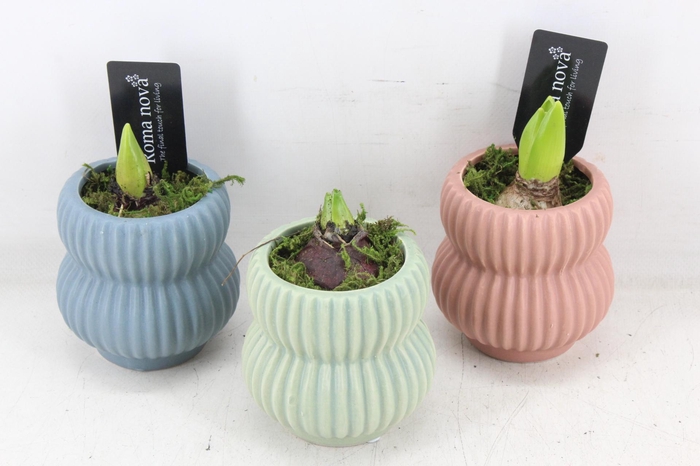 <h4>arr4 Hyacint RN - Pastel paradise</h4>