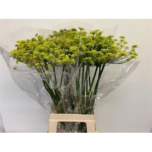 FOENICULUM VULGARE