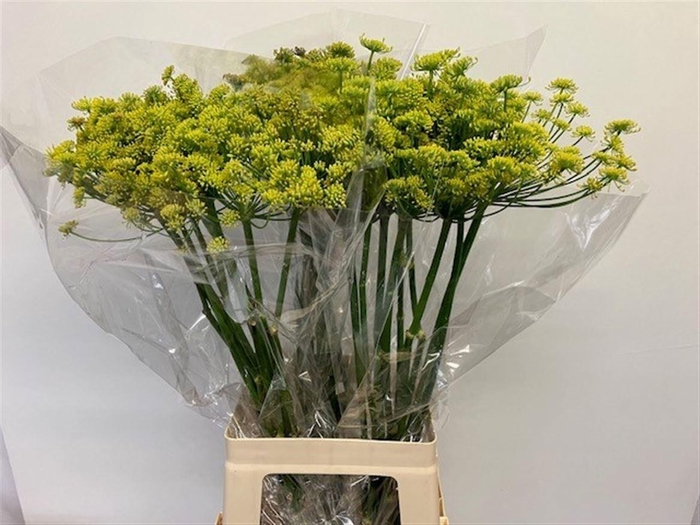 <h4>FOENICULUM VULGARE</h4>