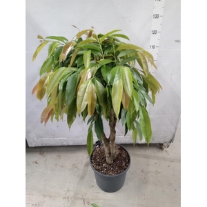 Ficus binn. 'Amstel King'