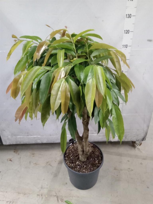 <h4>Ficus binn. 'Amstel King'</h4>