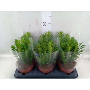 Euphorbia trigona