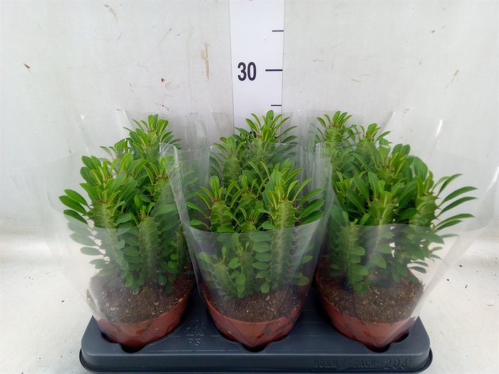 <h4>Euphorbia trigona</h4>