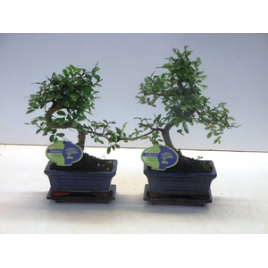 Zelkova parvifolia, 15cm., shape, with driptray