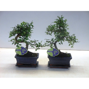 Zelkova parvifolia, 15cm., shape, with driptray