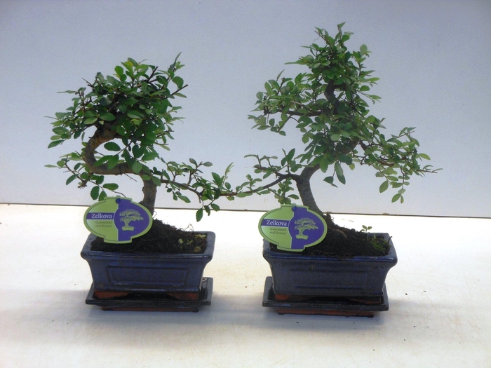 <h4>Zelkova parvifolia, 15cm., shape, with driptray</h4>