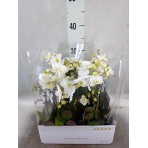 Phalaenopsis multi.   ...white
