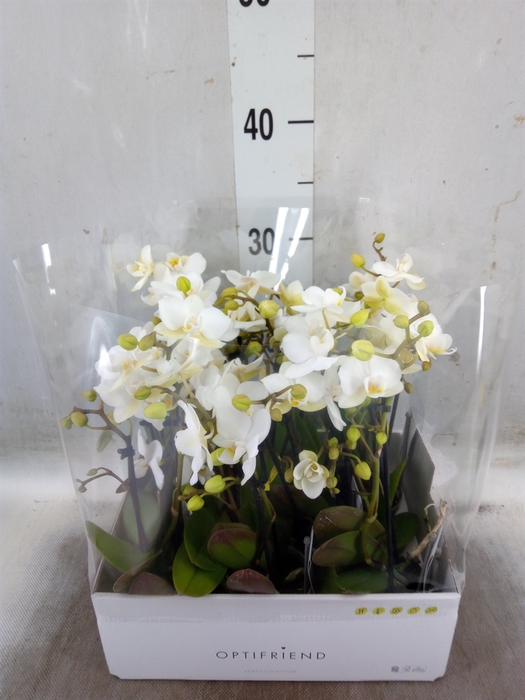 <h4>Phalaenopsis multi.   ...white</h4>