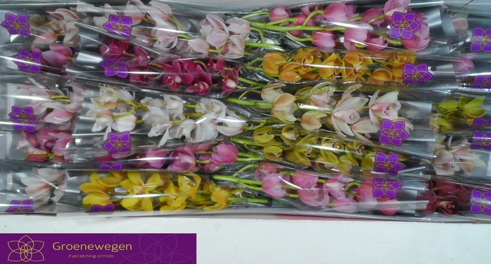 <h4>CYMB MI GEM</h4>