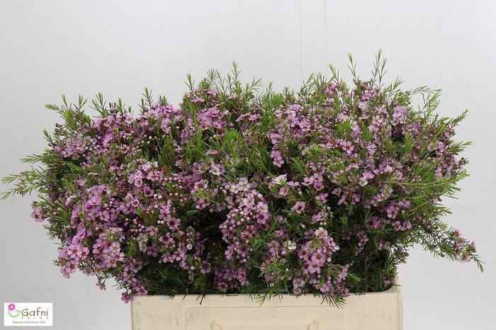 <h4>CHAME UN KERRYN</h4>