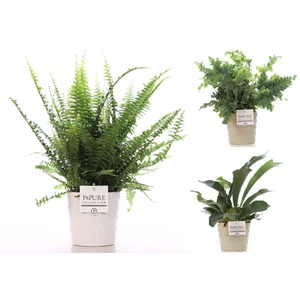 Varens gemengd in P&PURE Juliette ceramics ass. 2