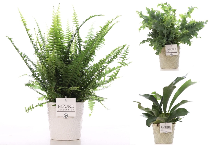 <h4>Varens gemengd in P&PURE Juliette ceramics ass. 2</h4>