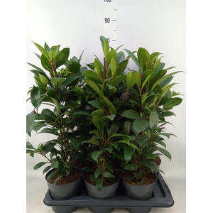 Ficus cyathistipula 'Compacta'