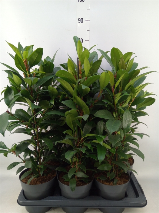 <h4>Ficus cyathistipula 'Compacta'</h4>