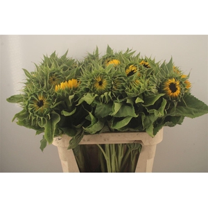 Helianthus Sunrich Orange