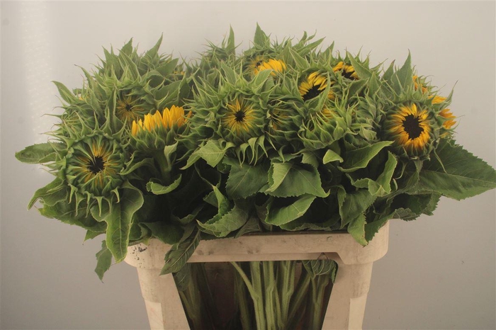 <h4>Helianthus Sunrich Orange</h4>