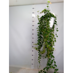 Hedera helix 'Wonder'