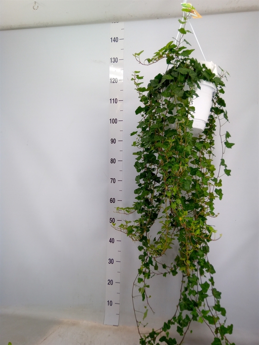 <h4>Hedera helix 'Wonder'</h4>