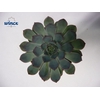 Echeveria Pulidonis Grey Cutflower Wincx-5cm