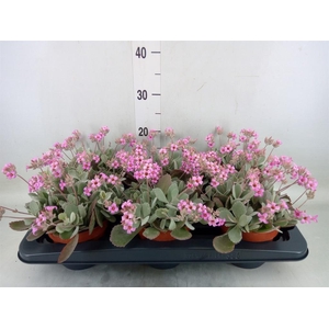Kalanchoe NF pumila
