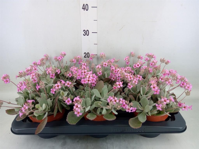 <h4>Kalanchoe NF pumila</h4>
