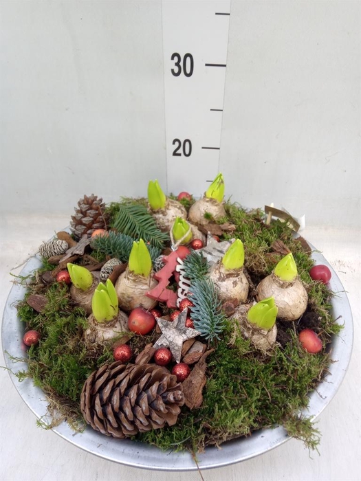 <h4>Arr. Hyacinthus H%</h4>