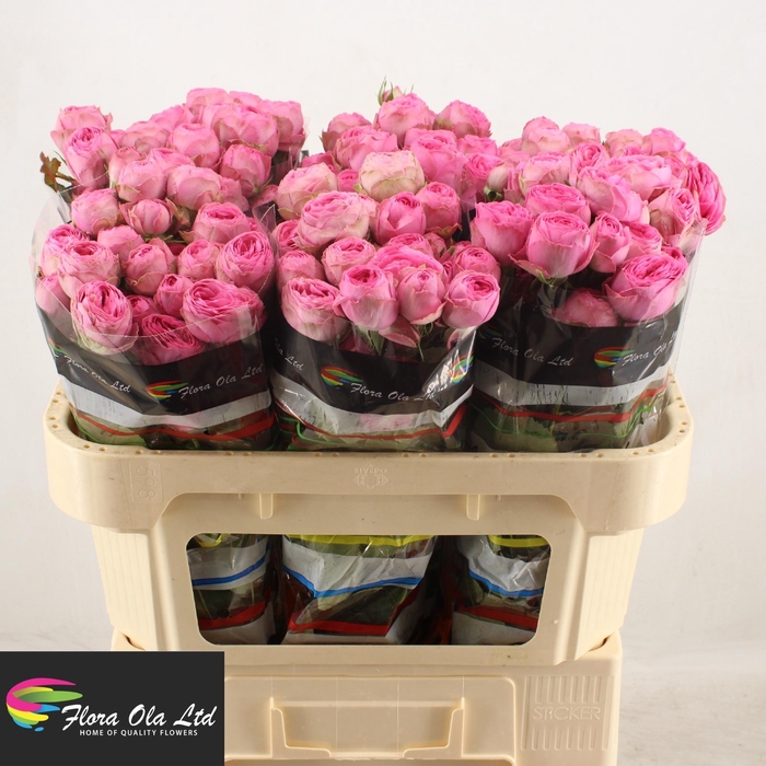 <h4>R TR GISELLE!</h4>