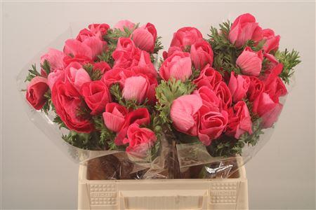 <h4>Anem Mistral Shocking Super</h4>