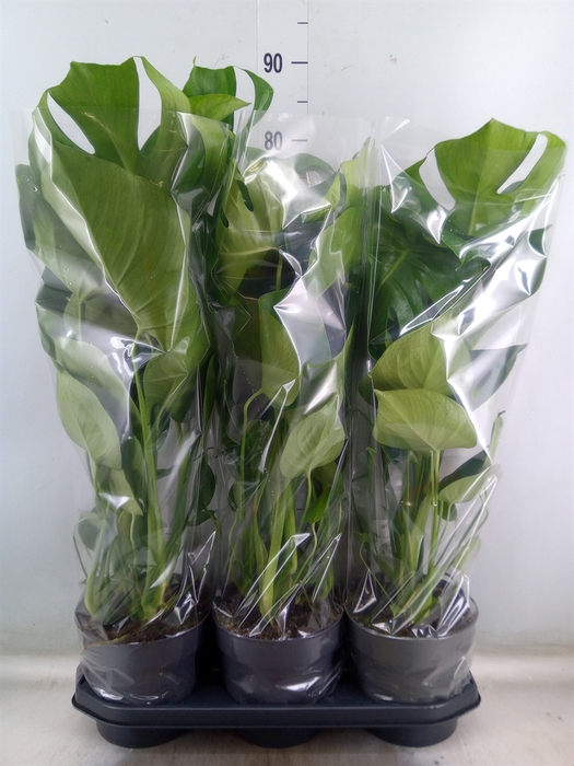 <h4>Monstera delic.</h4>