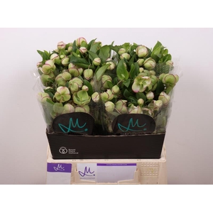 Helleborus Bella Belles Marginpar