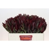 Leucadendron Saf Sunset Dark R.
