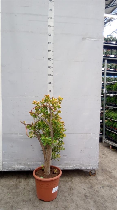 <h4>Crassula ovata 'Sunset'</h4>