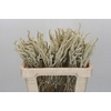 Amaranthus Yearming Desert