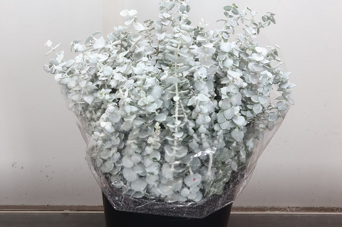 Wax Eucalyptus Wax Eucalyptus Wit