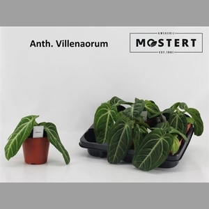 Anthu Villenaorum