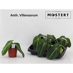 Anthu Villenaorum