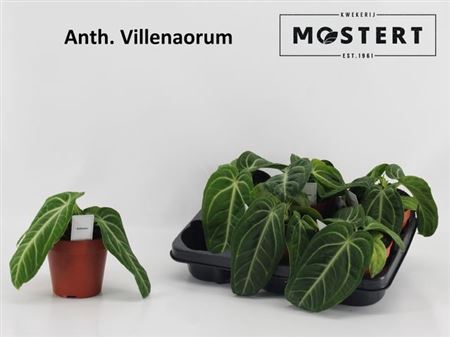 arr8 Anthu Villenaorum