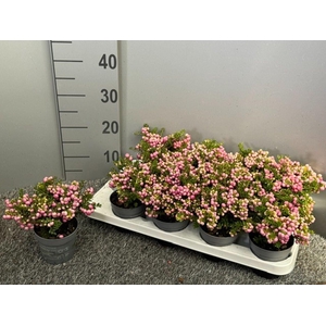 Gaultheria
