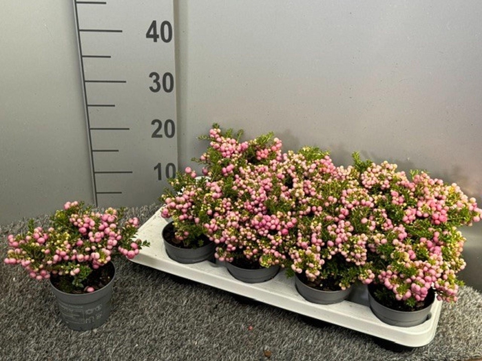 <h4>Gaultheria</h4>